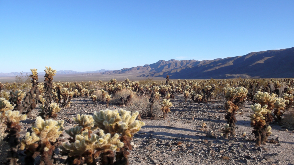 Cholla Cactus Garden